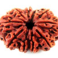 10 Mukhi Rudraksha